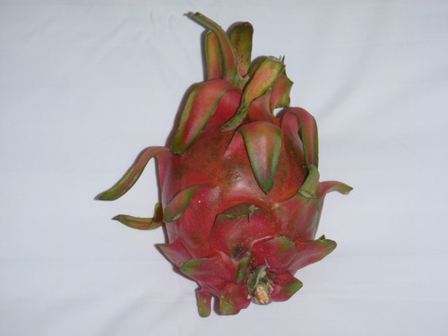 Native Dragon Fruit.